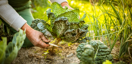 Cultivando futuros: perspectivas profesionales en la familia Agraria-Jardinería